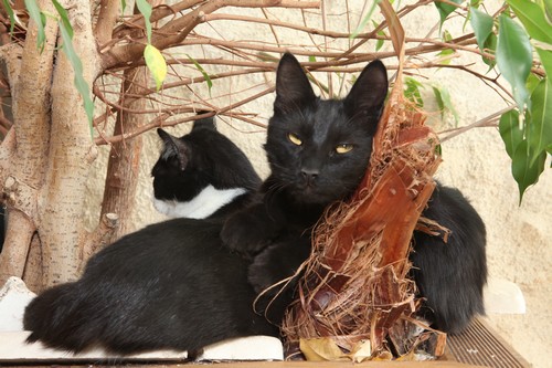 2 de mes chats dont le noir Ebene